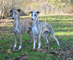Whippets Visa and daughter Promise