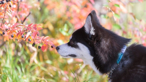 Complete Guide to Poisonous Plants for Dogs