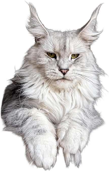 a622ad9a-bac4-45a0-b1ca-3b70c1e634ce.png