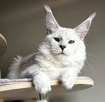 543182312_1187454849808205_5289541049892657381_n (1).jpg