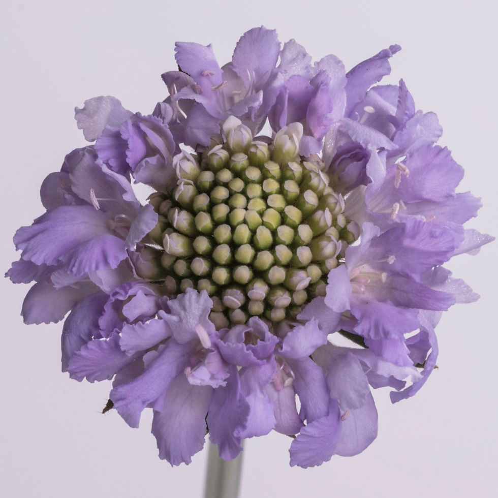 Scabiosa Lavender