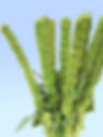 Upright - Green