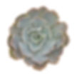 Echeveria - Blue/Gray