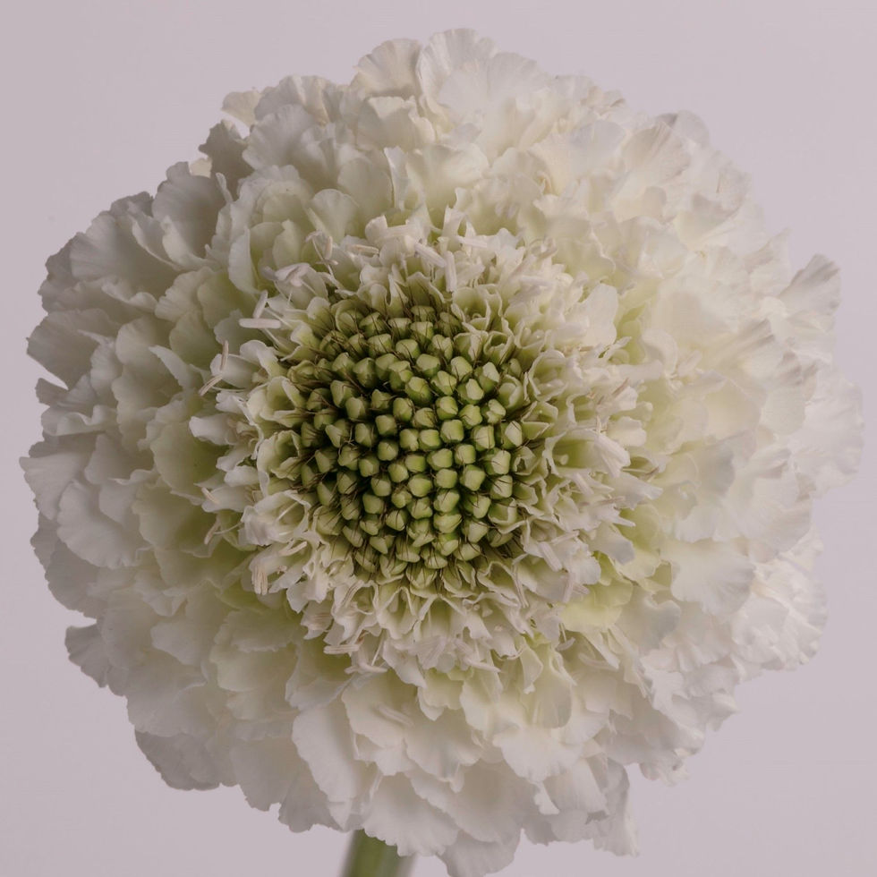 Scabiosa "Milky White"