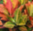 Croton - Petra