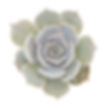 Echeveria - Blue/Gray