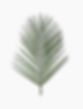 TEPE Palm