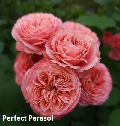 Perfect Parasol