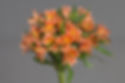 Orange Queen