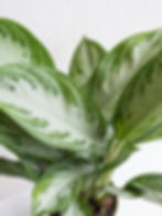 Aglaonema - Silver Bay