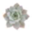 Echeveria - Blue/Gray