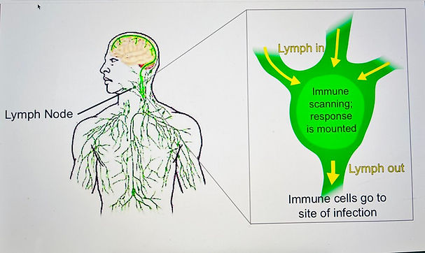 lymph+head.jpg