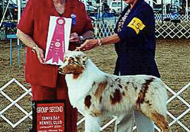 dog showing akc