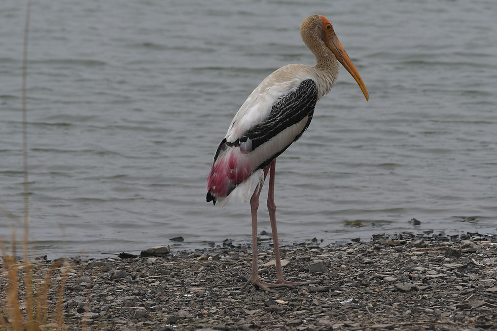 Heron at Ranthambore National Park