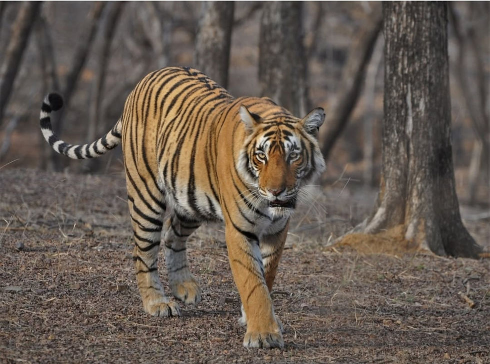 Tigress Riddhi in Zone 3 of Ranthambore National Park - Photo courtesy - amateurphotographer.com
