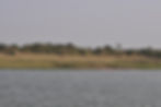 Chambal Crocodile Sanctury