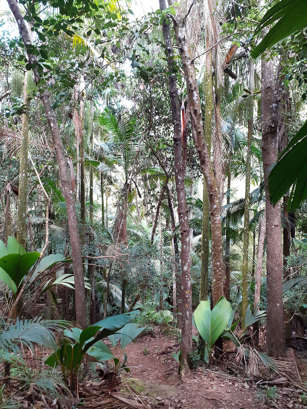 Fern Trail