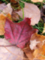 Red Maple Leaf