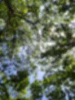Green Tree Top Leaves