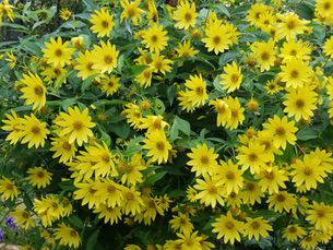 Welcome to Our Free Photos and Original Art for Creative Inspiration