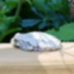 Small Frog
