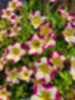 Colorful Petunias