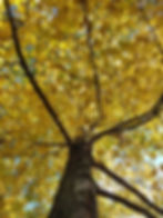 Golden Yellow Leaves