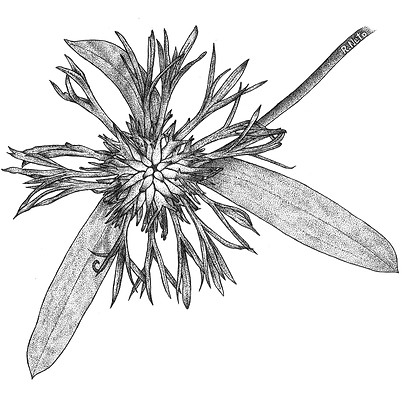 CENTAUREA_edited.jpg