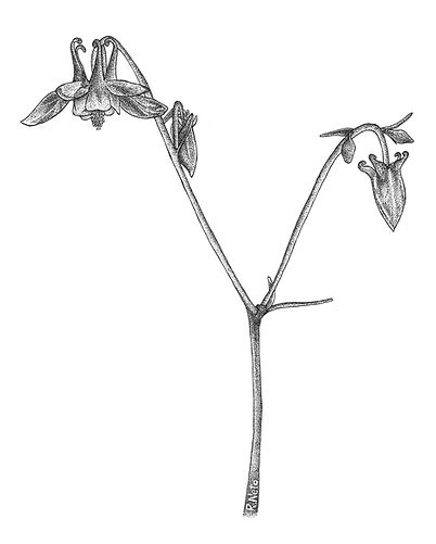 AQUILEGIA_edited.jpg