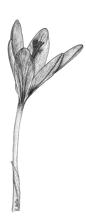 Crocus_edited_edited.jpg