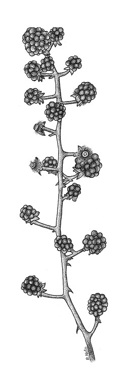 RUBUS_edited.jpg