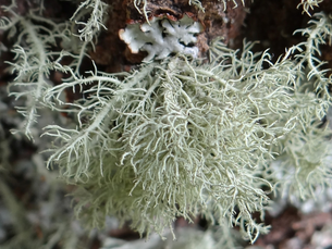 Usnea Lichen - Forest's Lungs