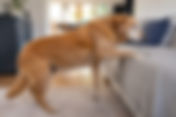 What Every Pet Parent Should Know About Dog Arthritis Care