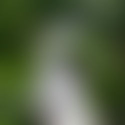 Mevcut Olanı Takip Eden Form: Yerel Ağaçları Korumak Üzere Tasarlanmış 15 Ev