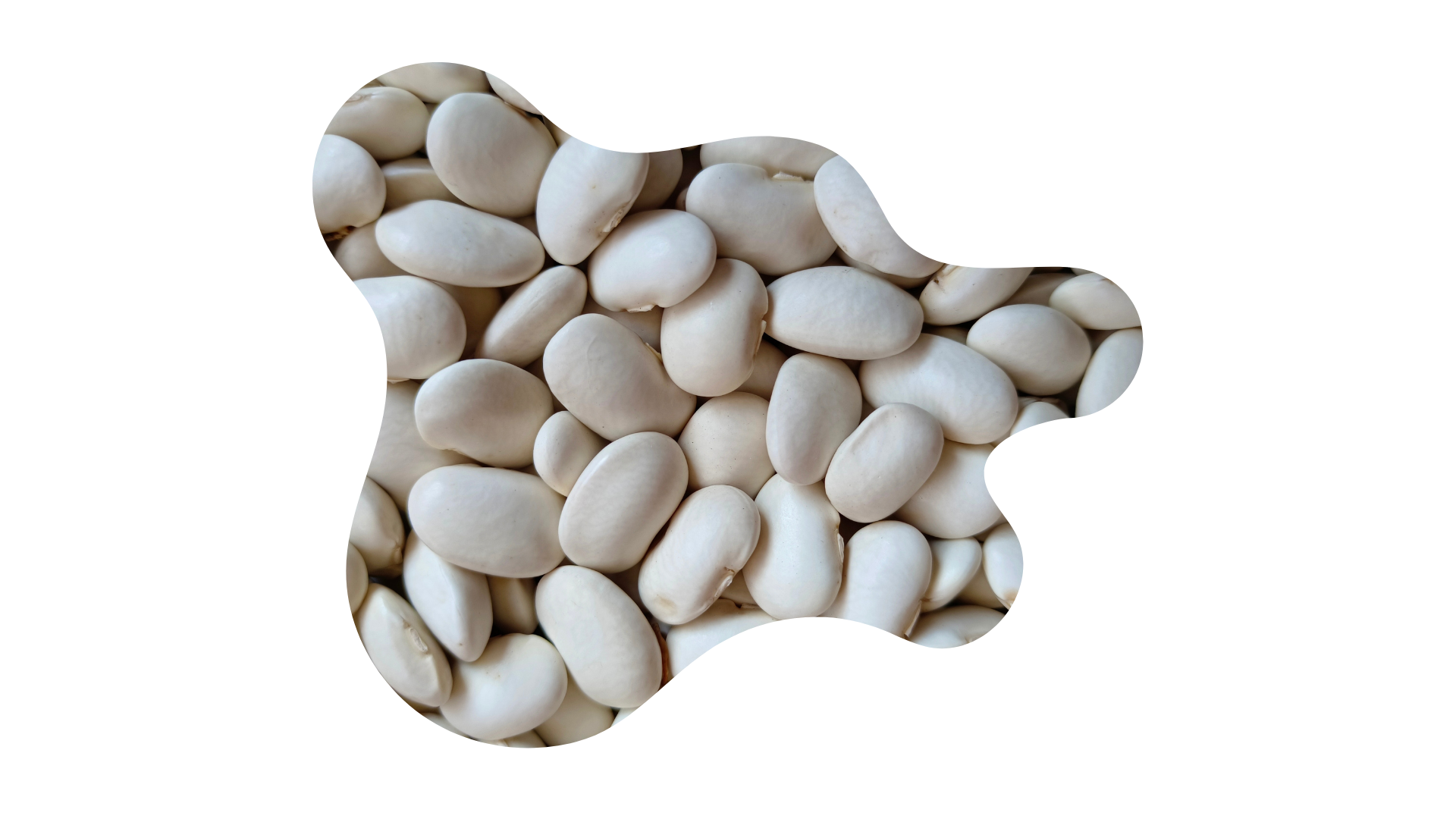 Haricots blancs lingots secs