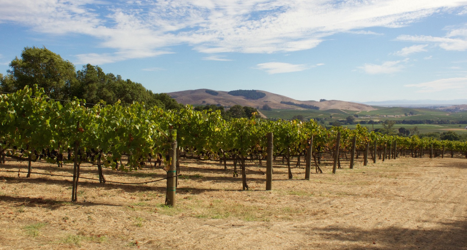 Elkhorn Peak Cellars Great Pinot Noir