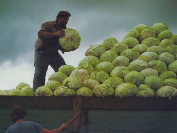 Cabbage and the vagaries of memory