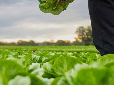 Pickings