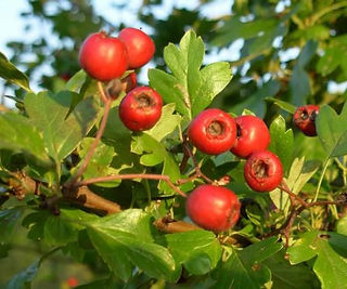 hawthorn berries
