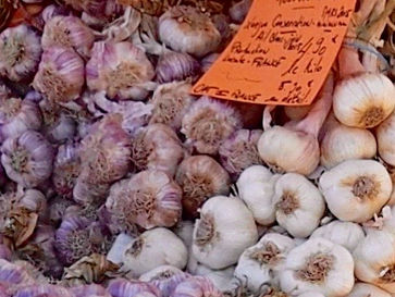 Garlic