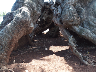 olive-trees-9