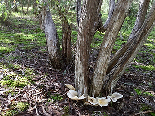 mushrooms-vit-d-6