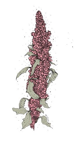 quinoa botanical drawing