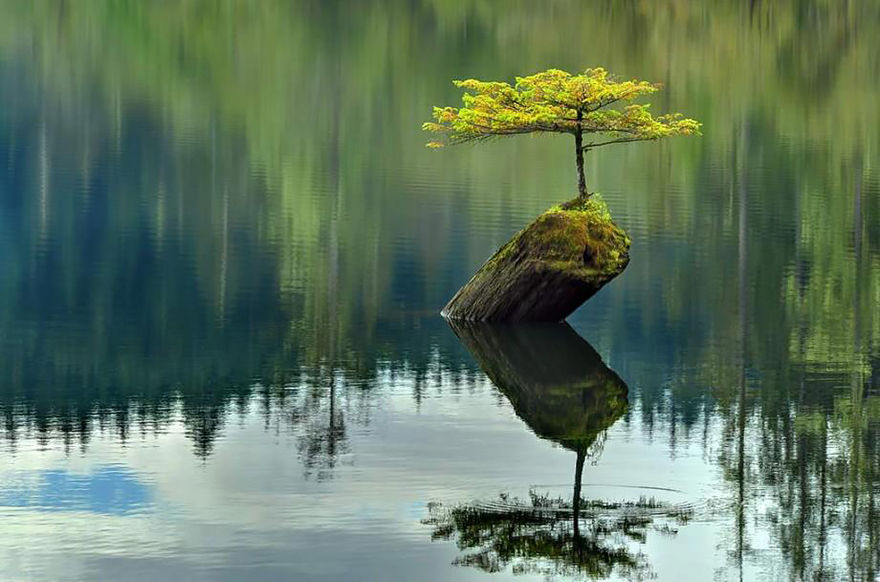 ree