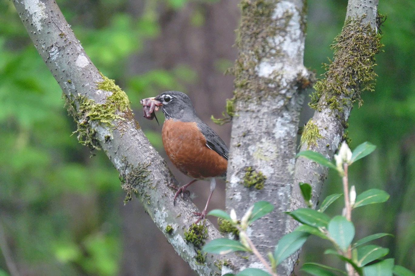 Robin-counted-4-worms.gif