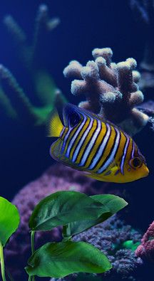 Fish in Aquarium
