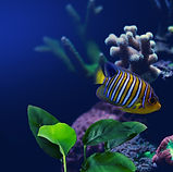 Fish in Aquarium