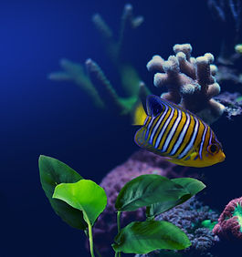 Fish in Aquarium