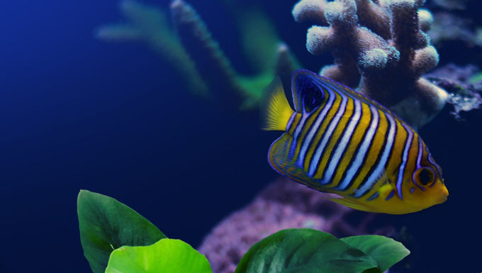 PALUDARIUMS, RIPARIUMS, AND VIVARIUMS