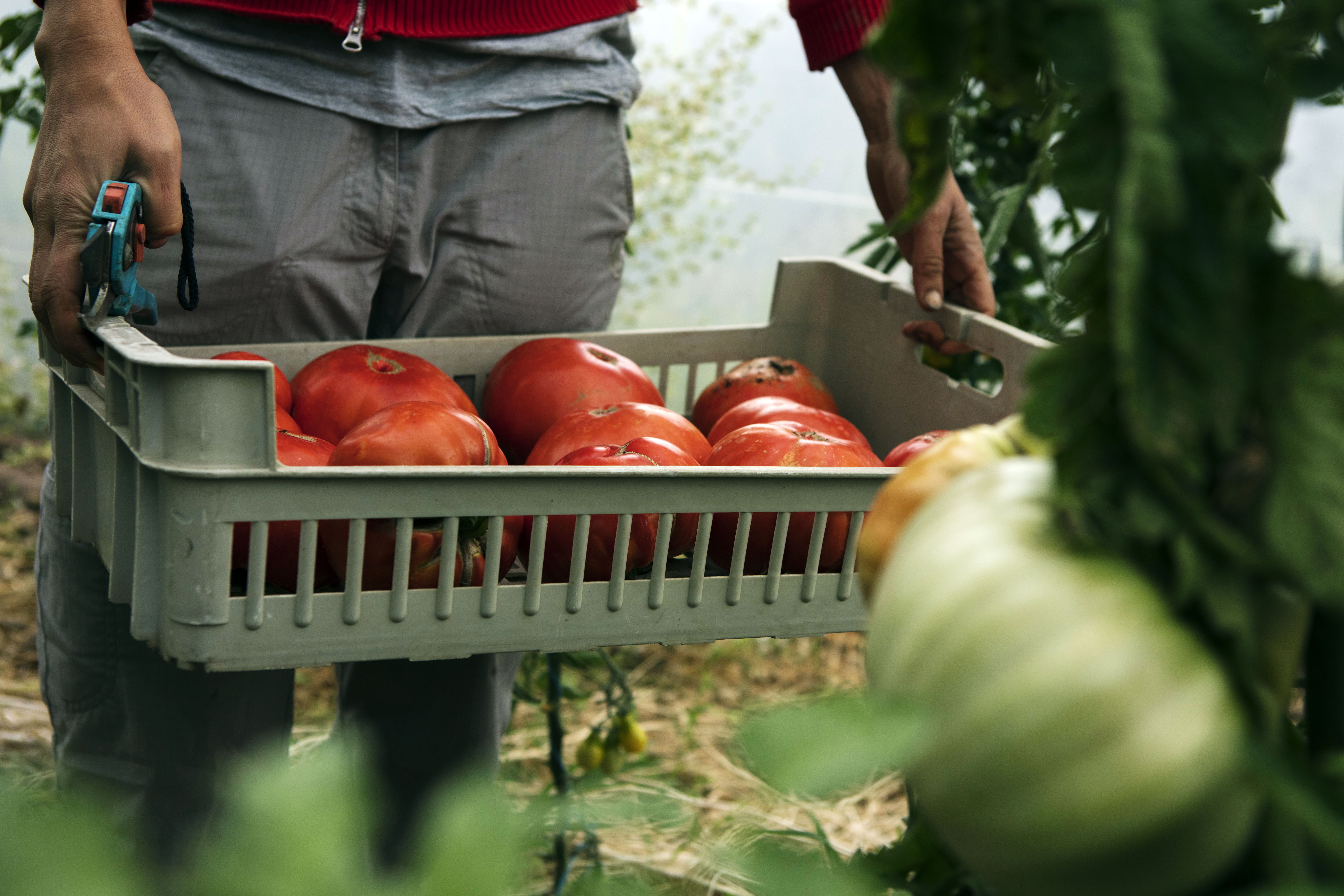 récolte tomates été 2017